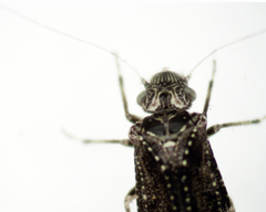 Nimbopsocus australis