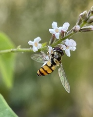 Simosyrphus