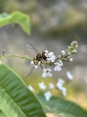Simosyrphus