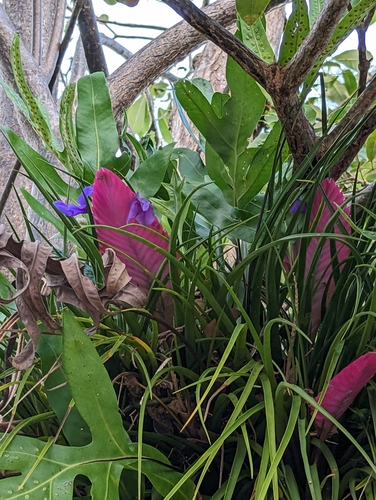 Wallisia cyanea