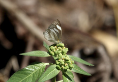 Appias libythea olferna