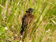 Centropus bengalensis