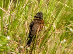 Centropus bengalensis