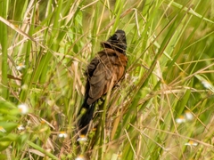 Centropus bengalensis