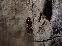 Prenolepis nitens