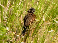 Centropus bengalensis