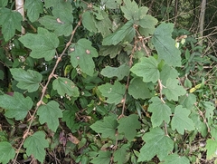 Rubus formosensis