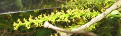 Sclerocroton integerrimus