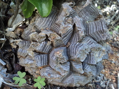 Dioscorea elephantipes