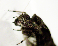 Nimbopsocus australis