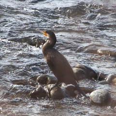 Phalacrocorax carbo hanedae