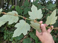 Rubus formosensis