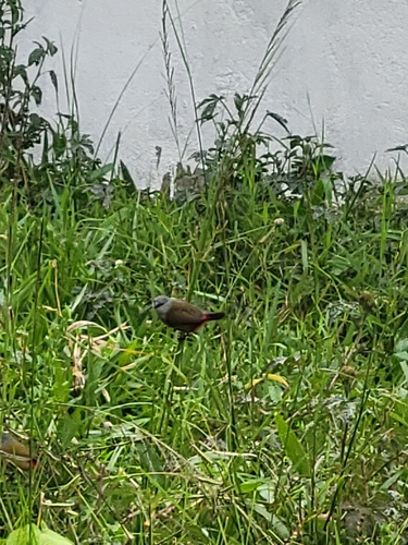 Yellow-bellied Waxbill