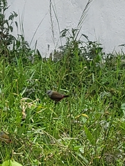 Coccopygia quartinia