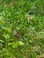 Coccopygia quartinia