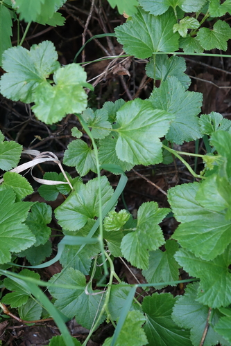 Ribes procumbens, photograph 1