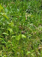 Coccopygia quartinia