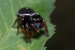Zenodorus orbiculatus