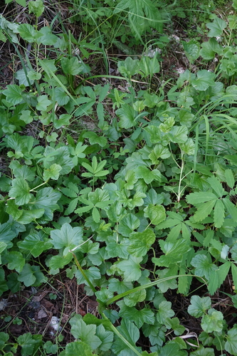 Ribes procumbens, photograph 2