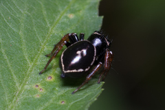 Zenodorus orbiculatus