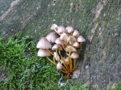 Mycena renati