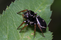 Zenodorus orbiculatus