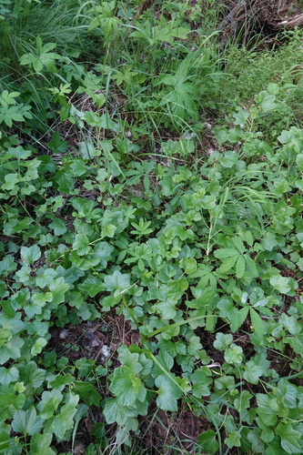 Ribes procumbens, photograph 3