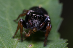 Zenodorus orbiculatus