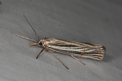 Aurotalis nigrisquamalis