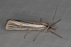 Aurotalis nigrisquamalis