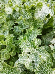 Silybum marianum