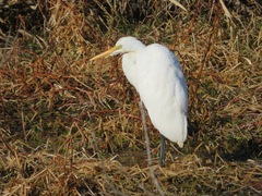 Ardea alba