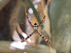 Argiope reinwardti