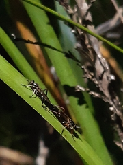 Agapophytinae