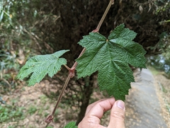 Rubus formosensis