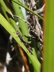 Agapophytinae