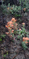 Castilleja latifolia