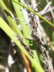 Agapophytinae