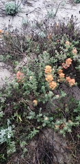 Castilleja latifolia