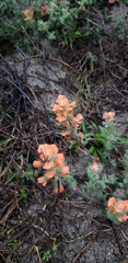 Castilleja latifolia
