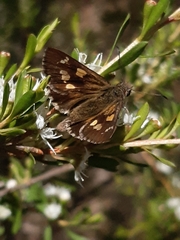 Hesperilla donnysa