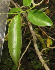 Sclerocroton integerrimus