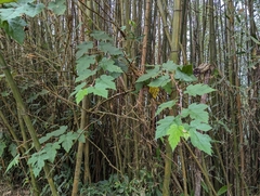 Rubus formosensis