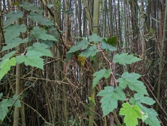 Rubus formosensis