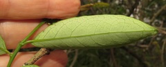 Sclerocroton integerrimus