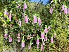 Erica diaphana