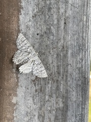 Crypsiphona tasmanica