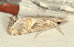 Euchromius klimeschi