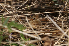Junonia orithya