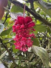 Medinilla miniata